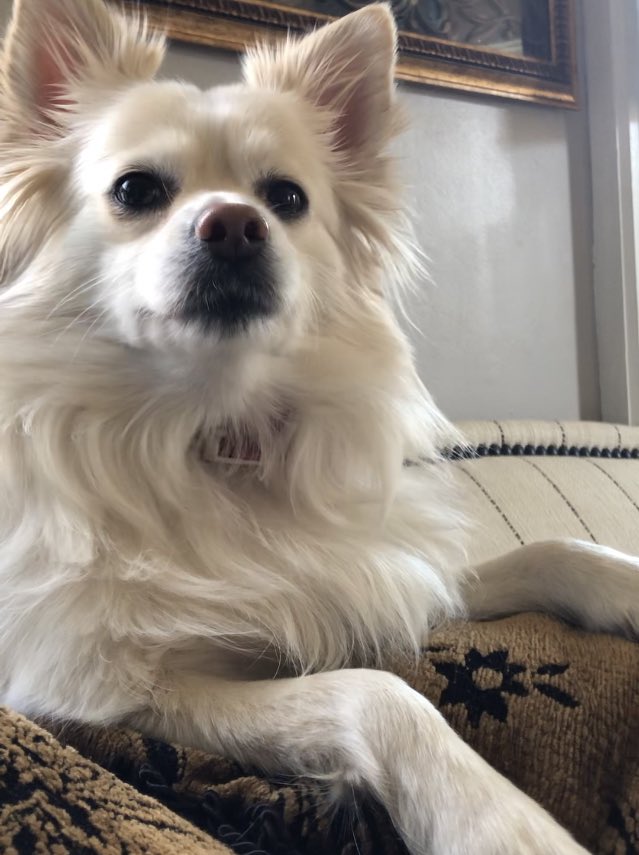 Poserpup's tweet image. Happy Monday! Let’s all b kind plz! #luvyall #BidenHarris #AdoptDontShop