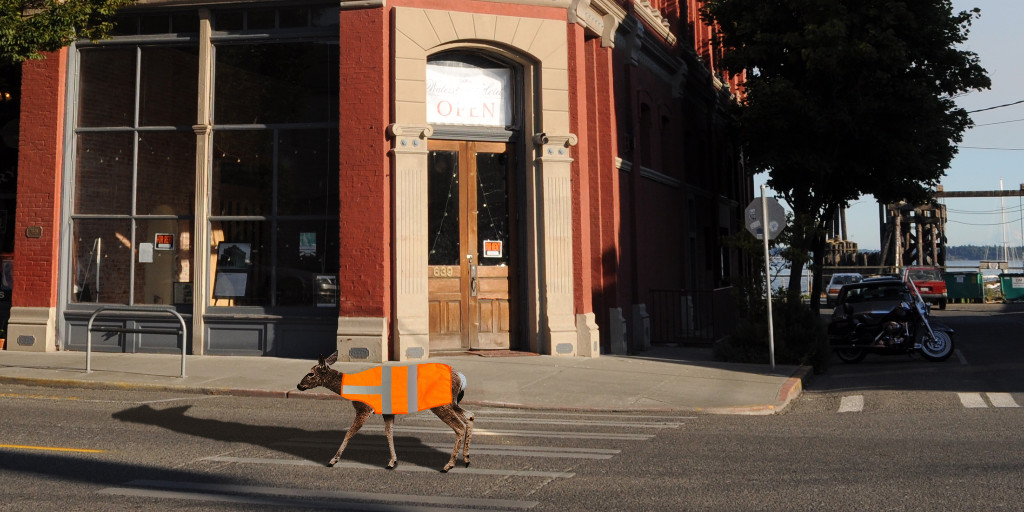 Port Townsend's Inner-City Deer Now Required to Wear Safety Vests https://t.co/uY1sKT5MLL