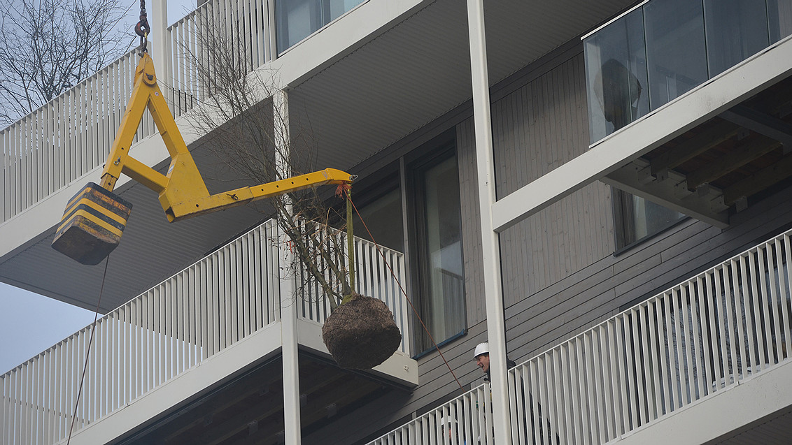 STORIES Buiksloterham
Bomen voor 45 meter hoge houten woontoren Stories te Buiksloterham

smartland.nl/single-post/bo…