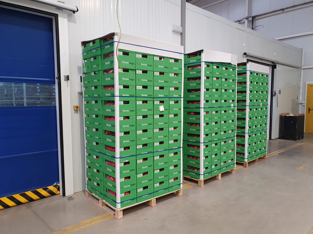 IberianOrigin's tweet photo. We adapt to the needs of each customer in terms of quality and packaging format.. Send your order to sales@iberianorigin.com

Availability of California Pepper and in a short time also Mini Cucumber and Zucchini!!

#IberianOrigin #Fresh #Vegetables #Quality #Spain #Export https://t.co/NowTlL9S38