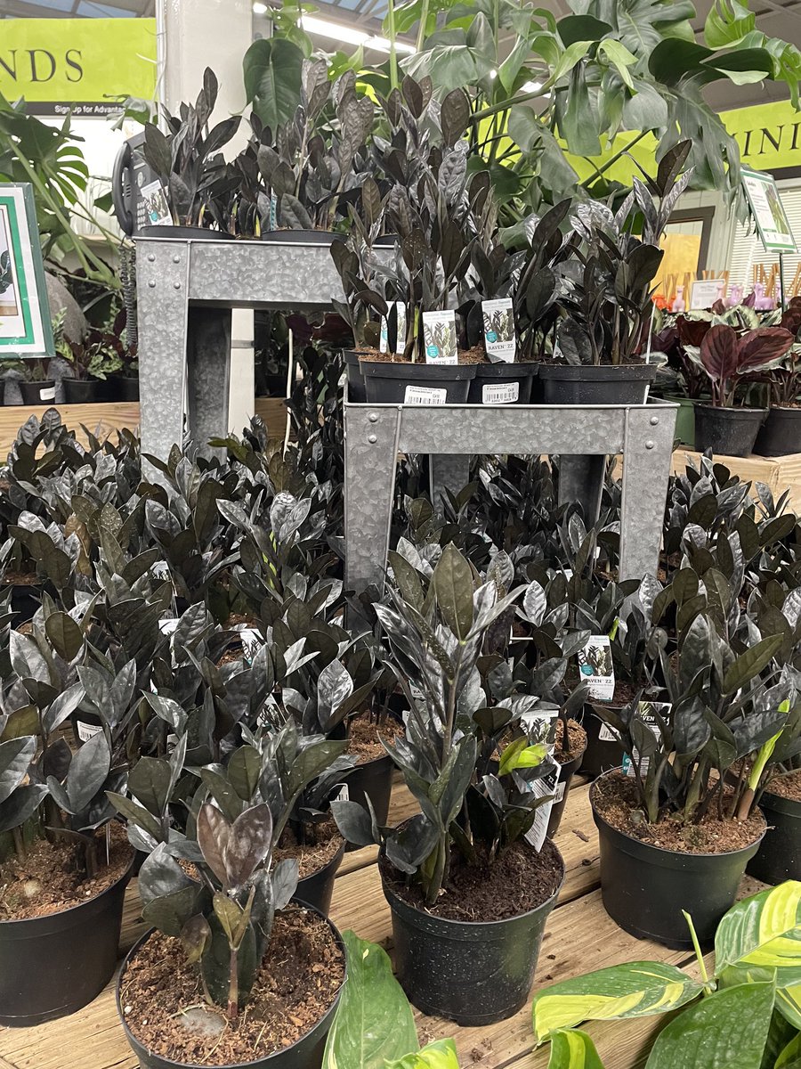 hicksnurseries's tweet photo. Raven®️ ZZ plants are back in-stock @hicksnurseries! While supplies last! 

 #zzplant #westbury #hicksnurseries #livingwithplants #nassaucountyny #longisland #newyork #plantlife #indoorjungle #iloveplants #plantparent #plantaddict #plantsarefriends #indoorplants #plantlife https://t.co/DqWSE8azbU