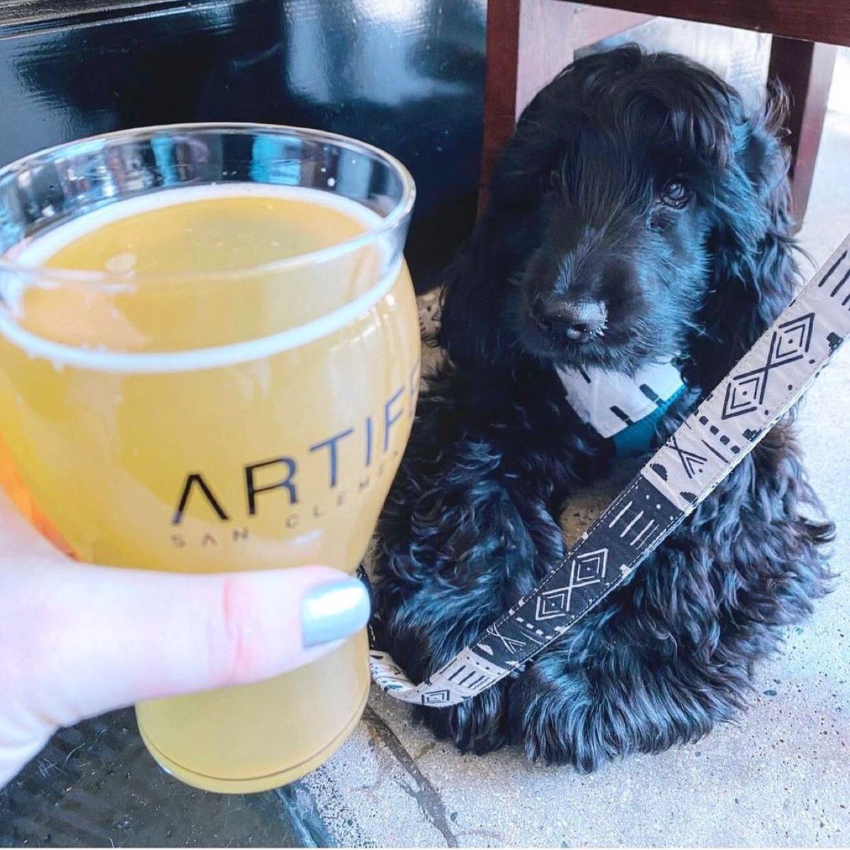 🍻CHEERS🍻 to beers with your friends and loved ones!!!
Today’s Hours: 2pm-8pm
📸 creds: <a href="/beignet_begs/">Beignet</a> 
#artifexanimals #cheerswithbeers #beerpickup #mondaydrinks #ocbeer #cabeer #occraftbeer #sanclementecommunity #wereopenforbusiness #quenchyourthirst #beerishere #comeondown