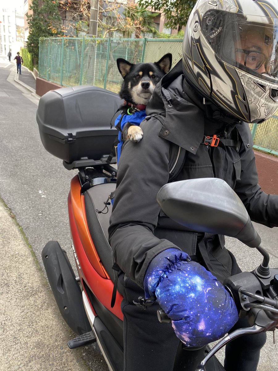 バイク犬