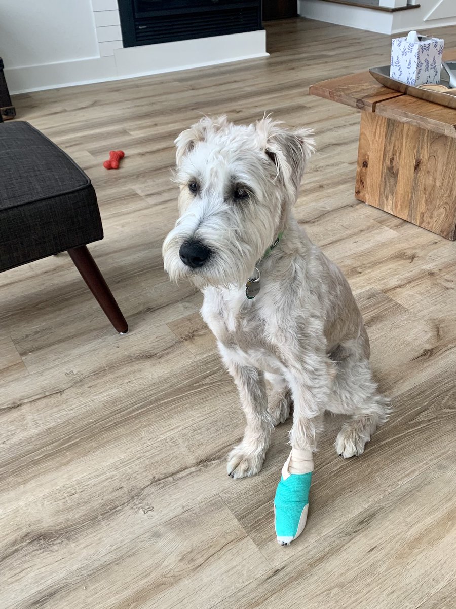 AmandaMurrayPT's tweet photo. Career first today- had to keep reminding the patient to not lick his bandage. #PTProblems https://t.co/yM5FarUBvX
