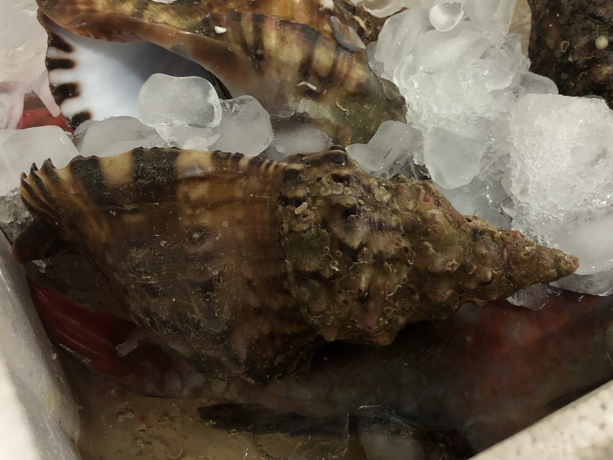 か 昨日 法螺貝もらったんです 結構大きい しかも中身ありです 中身は食べますが 殻を割らずに取り出せたらいいなぁ