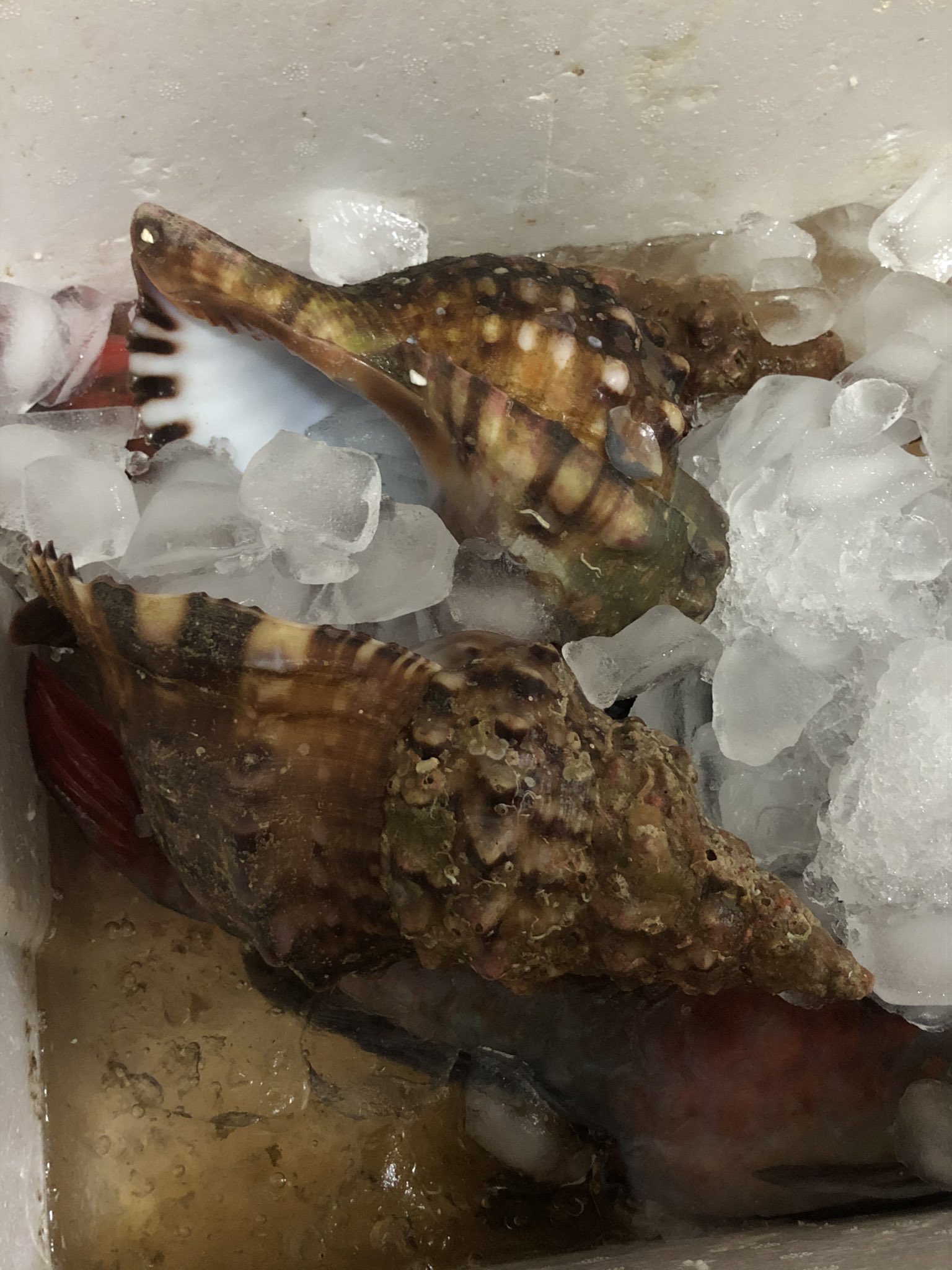 か 昨日 法螺貝もらったんです 結構大きい しかも中身ありです 中身は食べますが 殻を割らずに取り出せたらいいなぁ