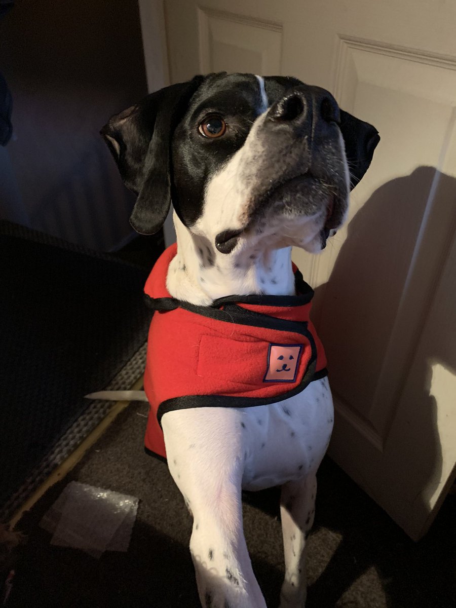 KitKataRoo72's tweet photo. @DogfestUK New fleece coat for our pointer boy for local walks in Wakefield https://t.co/LxRofshBWA