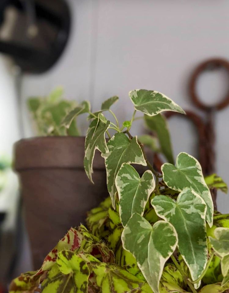 Tro_yes_ivan's tweet photo. Some of my ivy and homemade macramé #macrame #ivy #plant #houseplant #vines https://t.co/tMTPicS20d