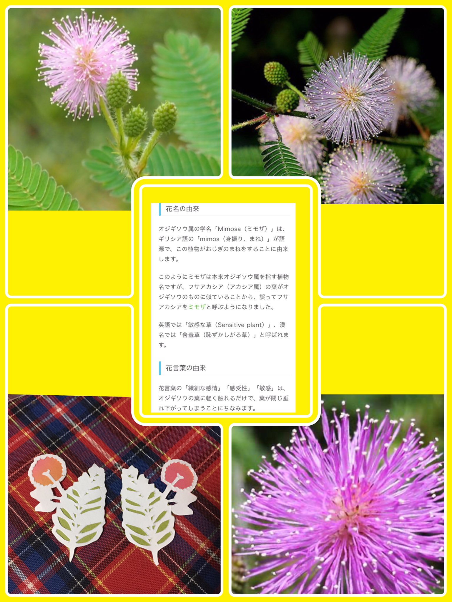 Tomo 蒲公英歌 Al Twitter 1月26日 お花 オジギソウ 繊細な感情 繊細 感情や感覚がこまやかなこと 今日も1日 穏やかに 過ごせますよーに 毎日切り絵 花言葉 オジギソウ T Co Hggvjds0bz Twitter