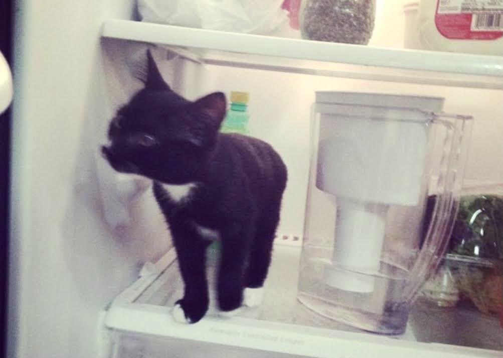 TheOvalPawffice's tweet photo. 🐾This is an actual photo of #WinstonBiden as a kitten, in the fridge. Winston #FirstCat has vast experience with nom nom management & purrtocol, he was born to be a #snacktivist. Once our parents adopt the new kitty, Winston becomes rapid #SnaxResponse task force chief. #COTUS https://t.co/C95iSUS2J2