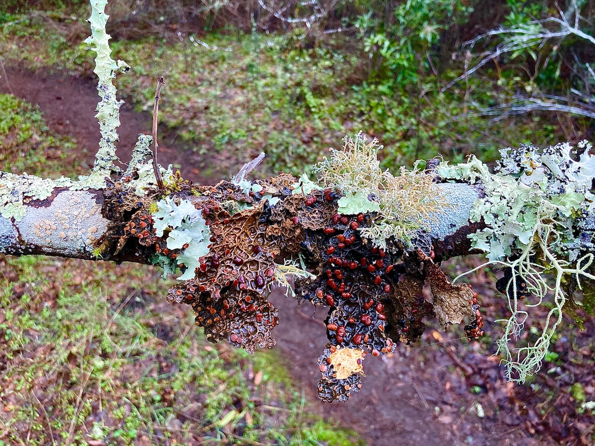 Texosporium's tweet photo. Nice lush epiphytic lichen community in an ash stand in a narrow, sheltered gorge—near Azalea Hill, Marin County, California. Anyone know what the lichenicolous fungus growing on Lobaria anthraspis is? #CAlichens https://t.co/4hNylOEpqX