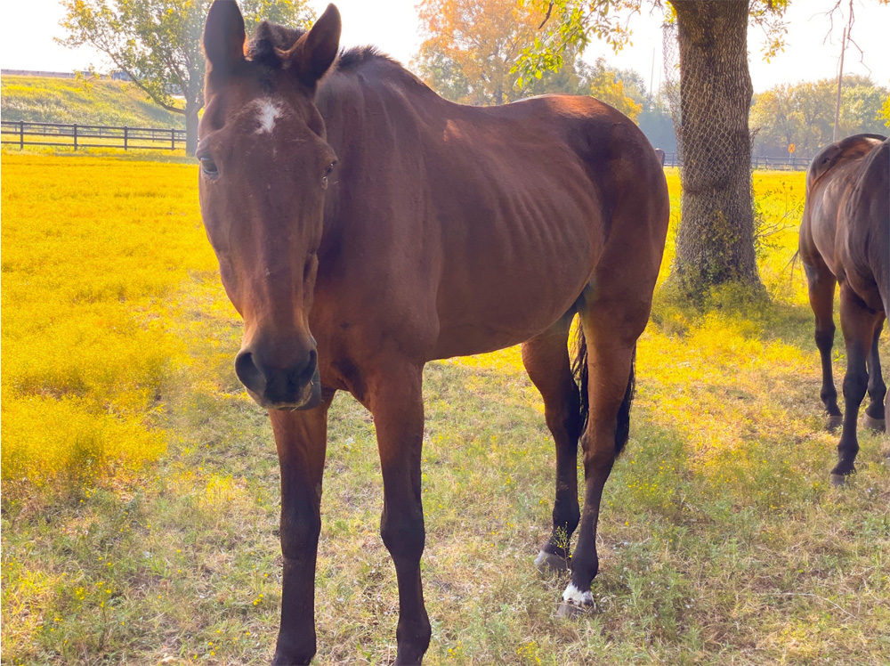 USArmyFortSill's tweet photo. The FS Half Section will be retiring Marty. Marty is a 31 years old and has been with the Half Section for 19 years. Please contact Mr. Stuck for adoption details:
gerald.e.stuck.civ@mail.mil
#Values #Resiliency #HalfSection #HorsesStrong #GreatTeammate
@TRADOC @USArmy @usacac https://t.co/T3OEkdamxp