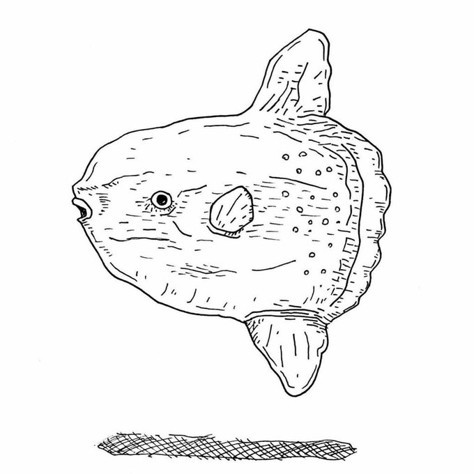 Twoucan マンボウ の注目ツイート イラスト マンガ