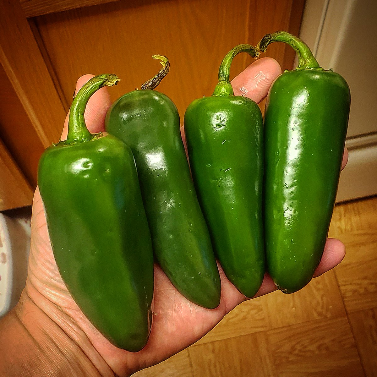The time for the most heavy metal chili in the world is near. #Jalapenos the size of mole rats, baby!!

#Chili #Peppers #HotPeppers #Beans #ChiliSeason #Vegetarian #Vegetables #VegetarianChili #JalapenoPeppers #ChiliBeans