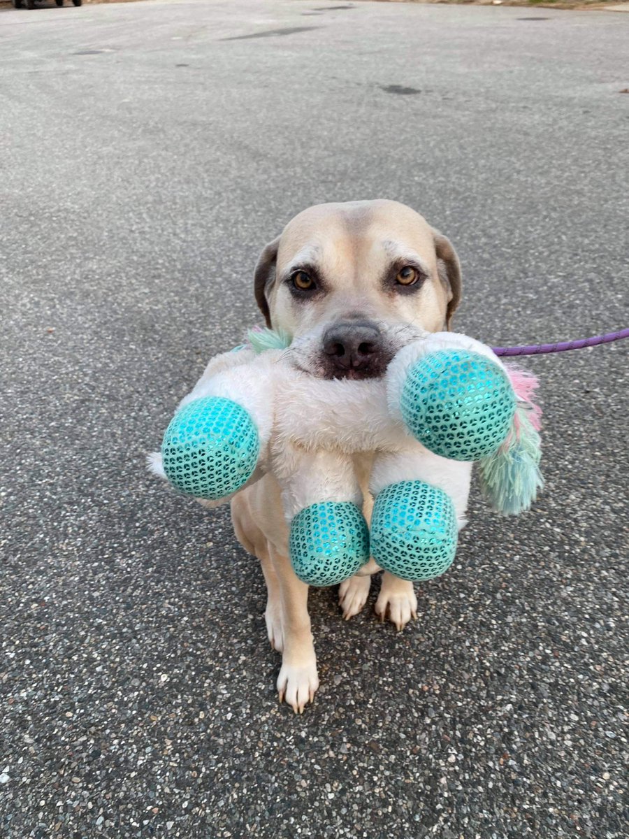 adopt_sunny's tweet image. I hope I can bring my stuffy to my forever home... it’s all I have left 💔Sunny is a 6 year old Cane Corso mix. She would prefer a quiet adult only home, as the only pet. Town of Brookhaven Animal Shelter, Yaphank NY 631 451-6950 #longisland #newyork @dogfather @KeithOlbermann