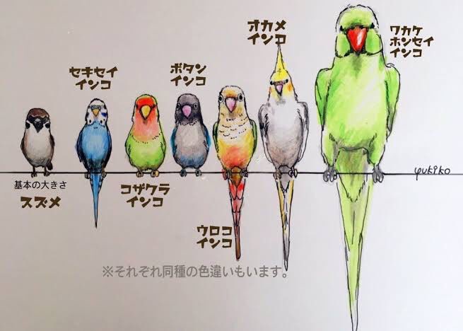 さえ V Twitter なるほど 頭に羽根があるからオカメインコはオウムで ヨウムは飾りがないから大型のインコなんですね 昔はスズメの群れにセキセイインコが混じってるのを何度か見かけたましたが最近は見なくなりました イラスト見て思い出しました さえ V Twitter なるほど 頭に羽根があるからオカメインコはオウムで ヨウムは飾りがないから大型のインコなんですね 昔はスズメの群れにセキセイインコが混じってるのを何度か見かけたましたが最近は見なくなりました イラスト見て思い出しました