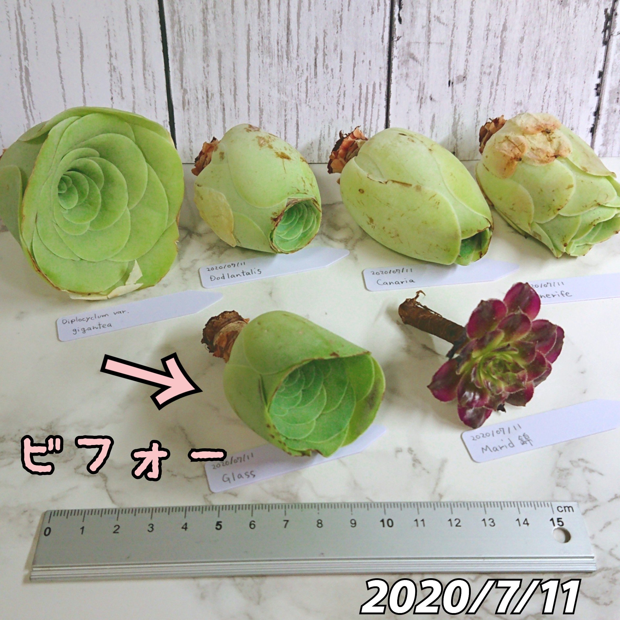 玲にゃん Lei Nyan おはようございます Glassのお花が開花してきました 花が咲いたら枯れるらしいけど 種が取れるらしいです 種も未知の世界でwktkする 多肉植物って面白い 室内窓辺 育成ライトで 育てています 多肉植物 アエオニウム