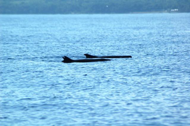 HaitiOceanP's tweet photo. Haiti Ocean Project began in January 2007- 14 years ago - with an idea to educate Haitian children about their ocean.  We became so much more ! #Haiti #dwarfspermwhale #whale #nature https://t.co/676gzfVfVs