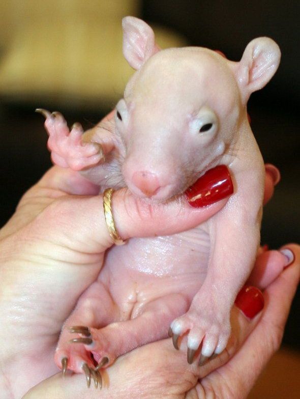 Uberfacts A Newborn Koala Is The Size Of A Jellybean
