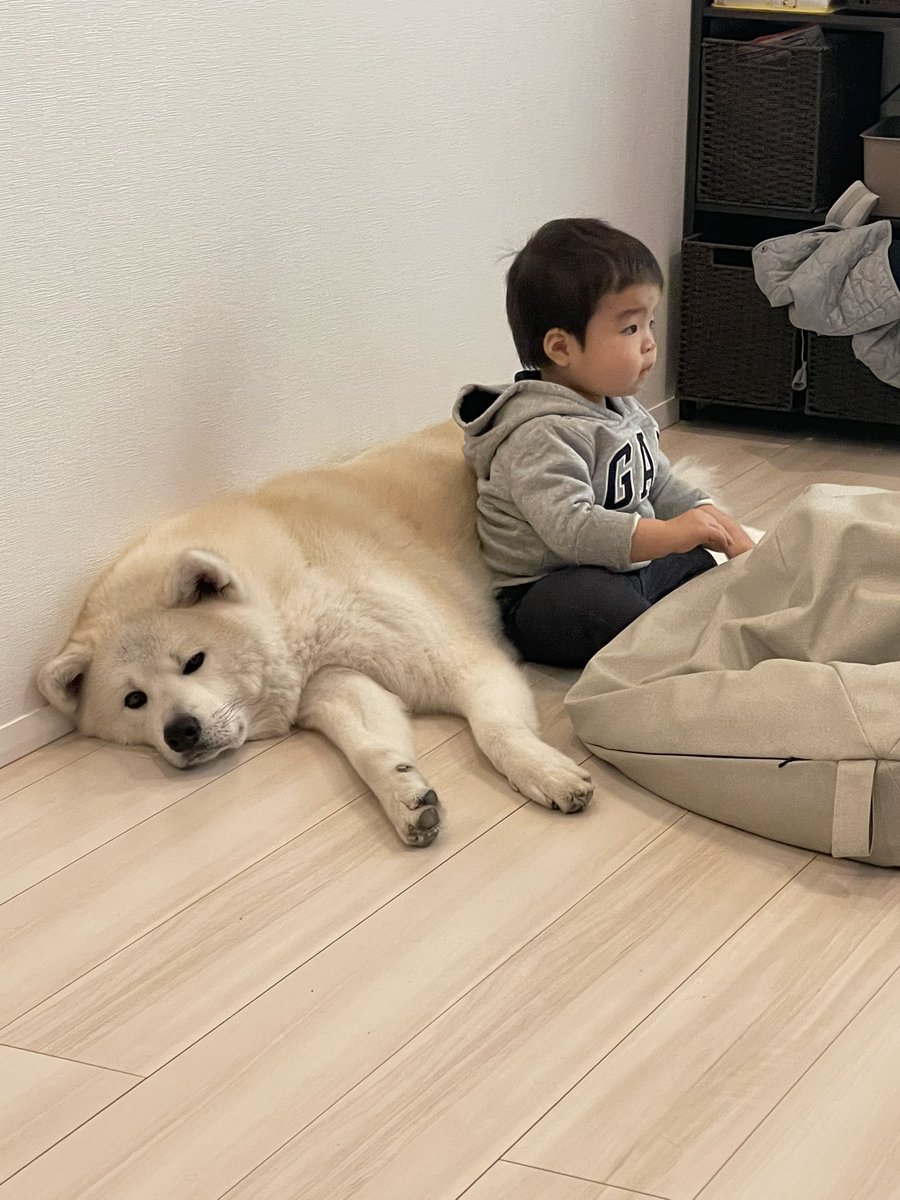 凛太郎 もふもふ秋田犬 Sur Twitter テレビ見るのにちょうどいい場所 凛太郎 もふもふ秋田犬 Sur Twitter テレビ見るのにちょうどいい場所