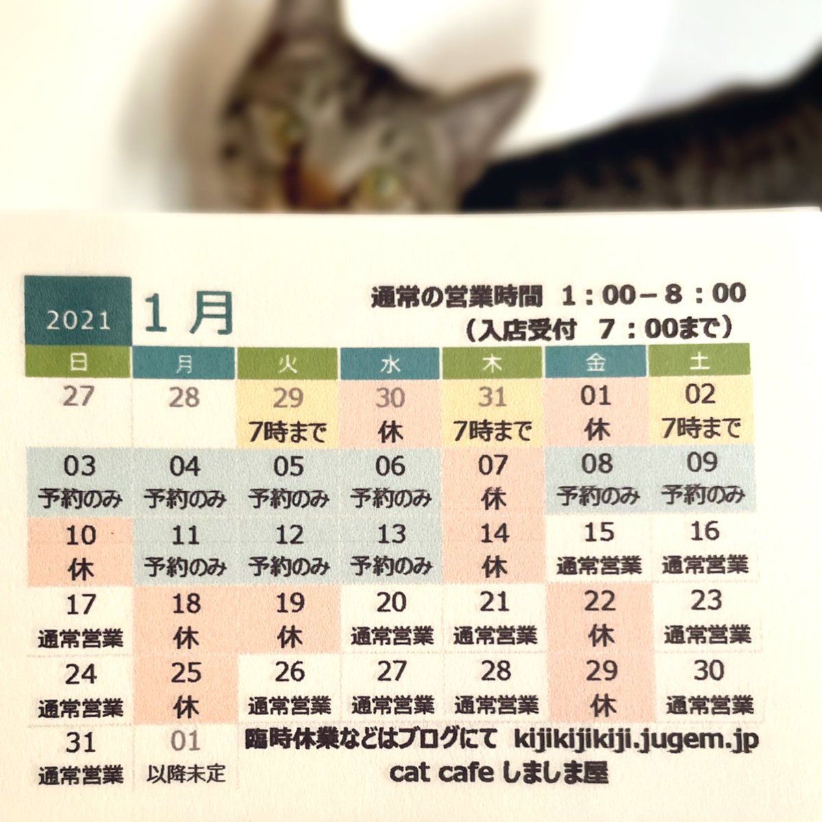 Cat Cafe しましま屋 仲良し姉妹のフタリ それぞれに人間に対しての甘え方が違っていて それが猫同士の相性としては噛み合っているようにも思うので 出来れば一緒のおウチに行けたら良いなぁと思います つくだに は結構怖がりなので ちょっと条件狭まるか