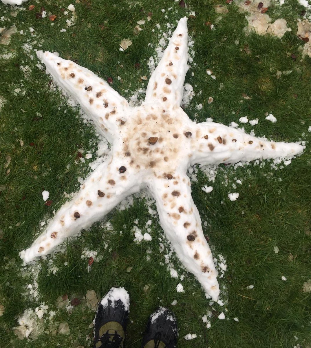 Wanted to perk my family up whilst they’re stuck in London lockdown; I gave them a ‘marine-themed snow challenge’ to see who could make the best sea sculpture (the snowman is meant to be Poseidon with trident 😅). Think they smashed it haha. #familyofamarinebiologist
