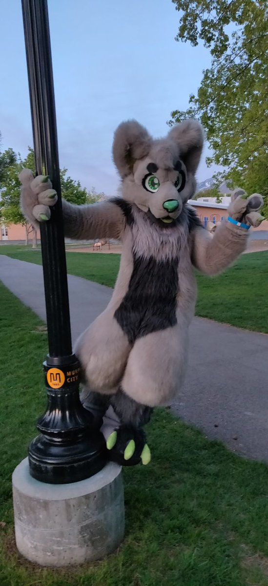 Heard Aussie day is upon us! thought I'd post my nice Aussie made suit! Proud Lupesuiter!

Suit by Aussie God: <a href="/LupeSuits/">LupeSuits</a> 

#furry #fursuit #Lupesuits #wolf