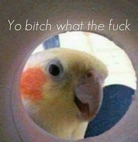 When someone who threatens people only get a 12 hr ban yet you're still s worded because apparently fancams/gifs are worse than c***d p**n or Nazis...