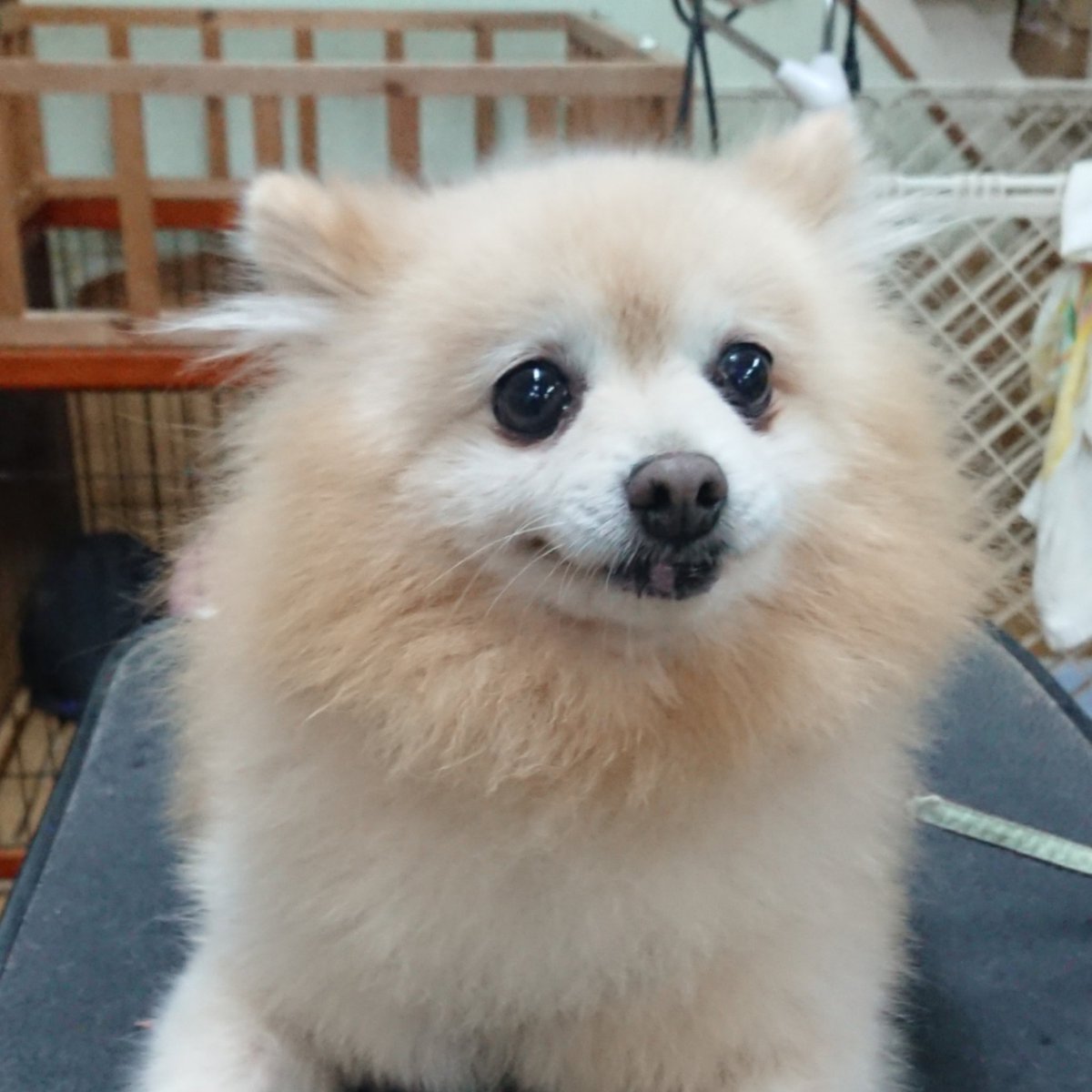 100以上 山形 保健所 犬 5535 山形 保健所 犬 里親 Freemuryodiw1ci 100以上 山形 保健所 犬 5535 山形 保健所 犬 里親 Freemuryodiw1ci