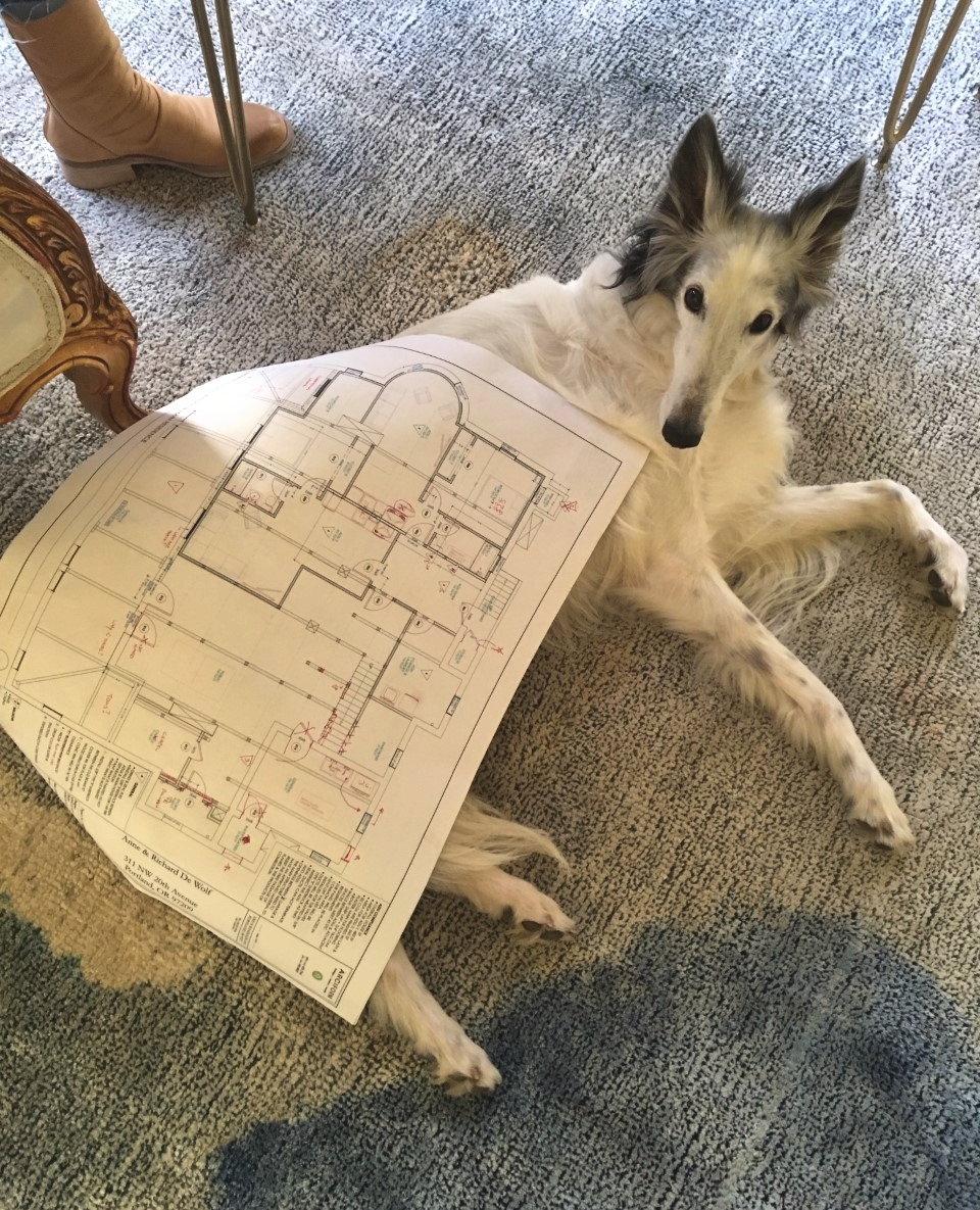 ArciformDesign's tweet photo. Nothing to see here, just Finney De Wolf using floor plans as a blanket!🤣
.
.
.
.
.
#silkenwindhound #dogsofinstagram #designdog #floorplans #monday https://t.co/15j4Nje0j0