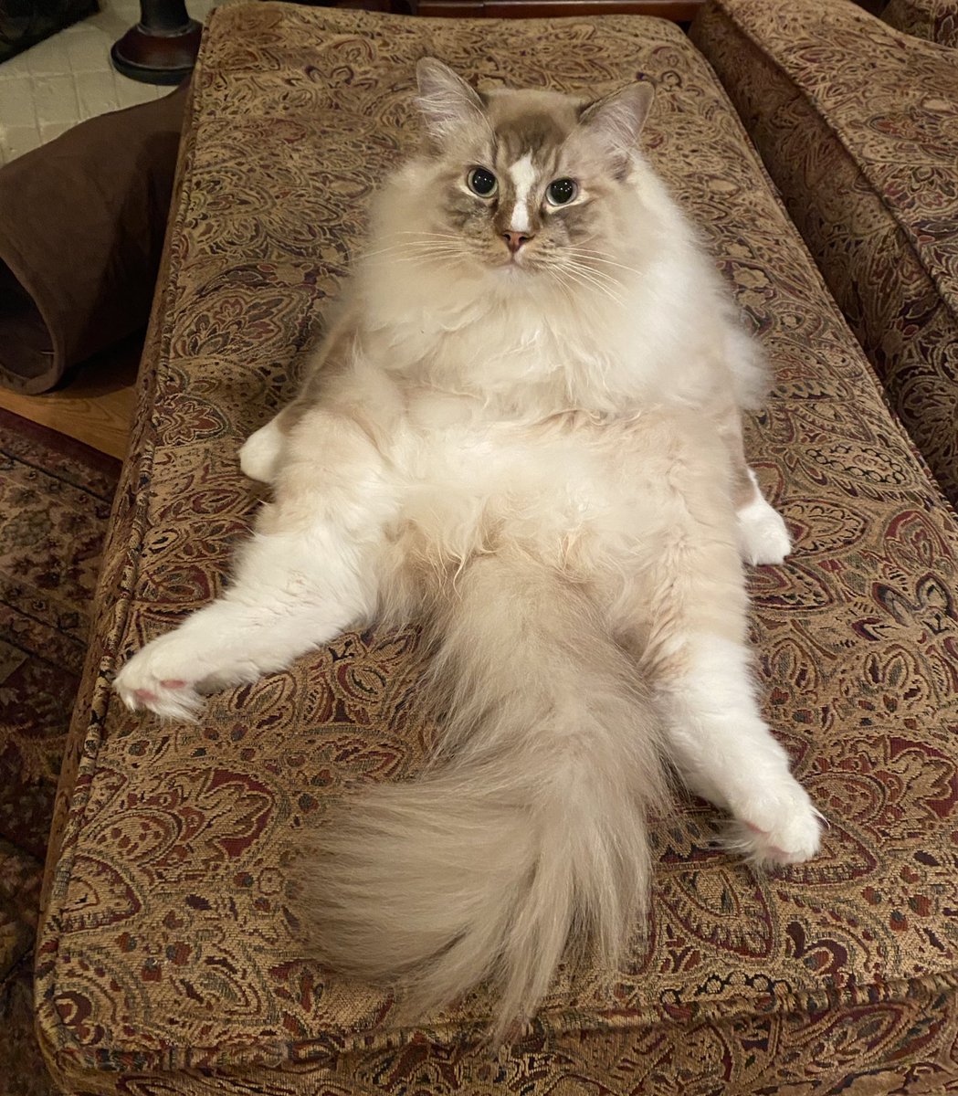 Cat sitting like a human.