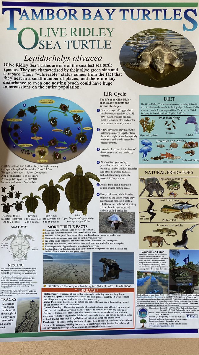 Tambor Bay Turtles / Tortugas Bahía Tambor tweet media