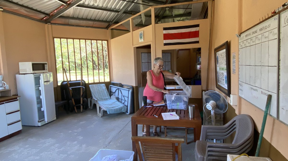 Tambor Bay Turtles / Tortugas Bahía Tambor tweet media
