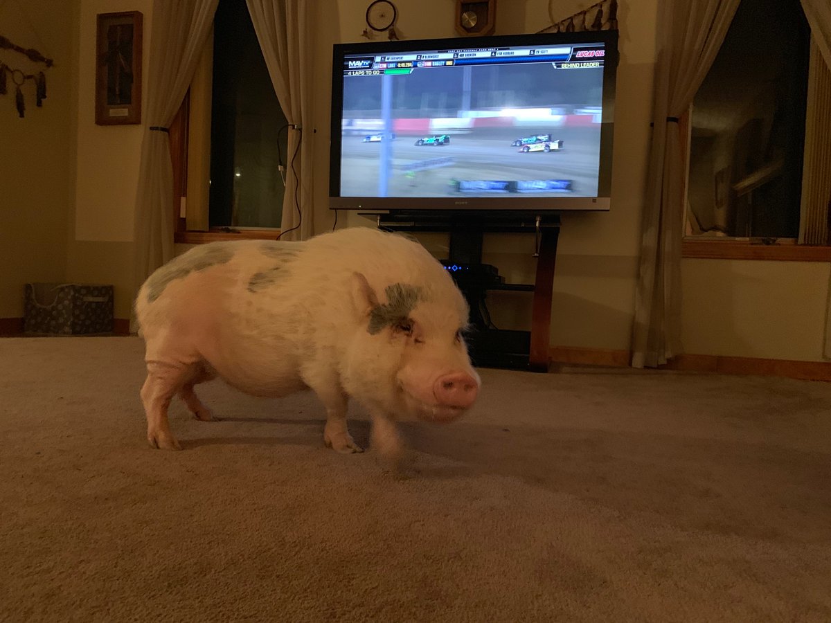KBindycar's tweet photo. We are missing CB. He loved watching the strawberry dash on #lucusdirt #speedweeks #MAVTVplus https://t.co/UlE40zgoFa