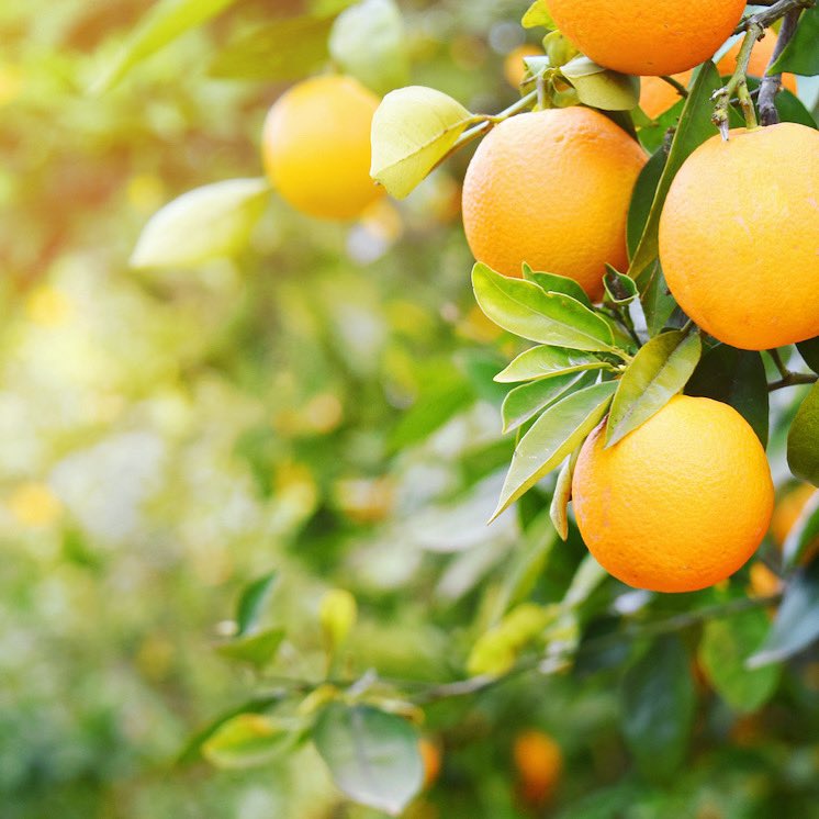 Orange phase!!!! 😀😀😀😀

Open 
Thursday 11:30-2 / 5-9
Friday 11:30-2 / 5-9
Saturday 10-2 / 5-9

We are so excited to be back! 

Reservations are recommended 
450-7911

#orangephase #fredericton #newbrunswick #oromocto #food #downtownfredericton #lunch #dinner #brunch