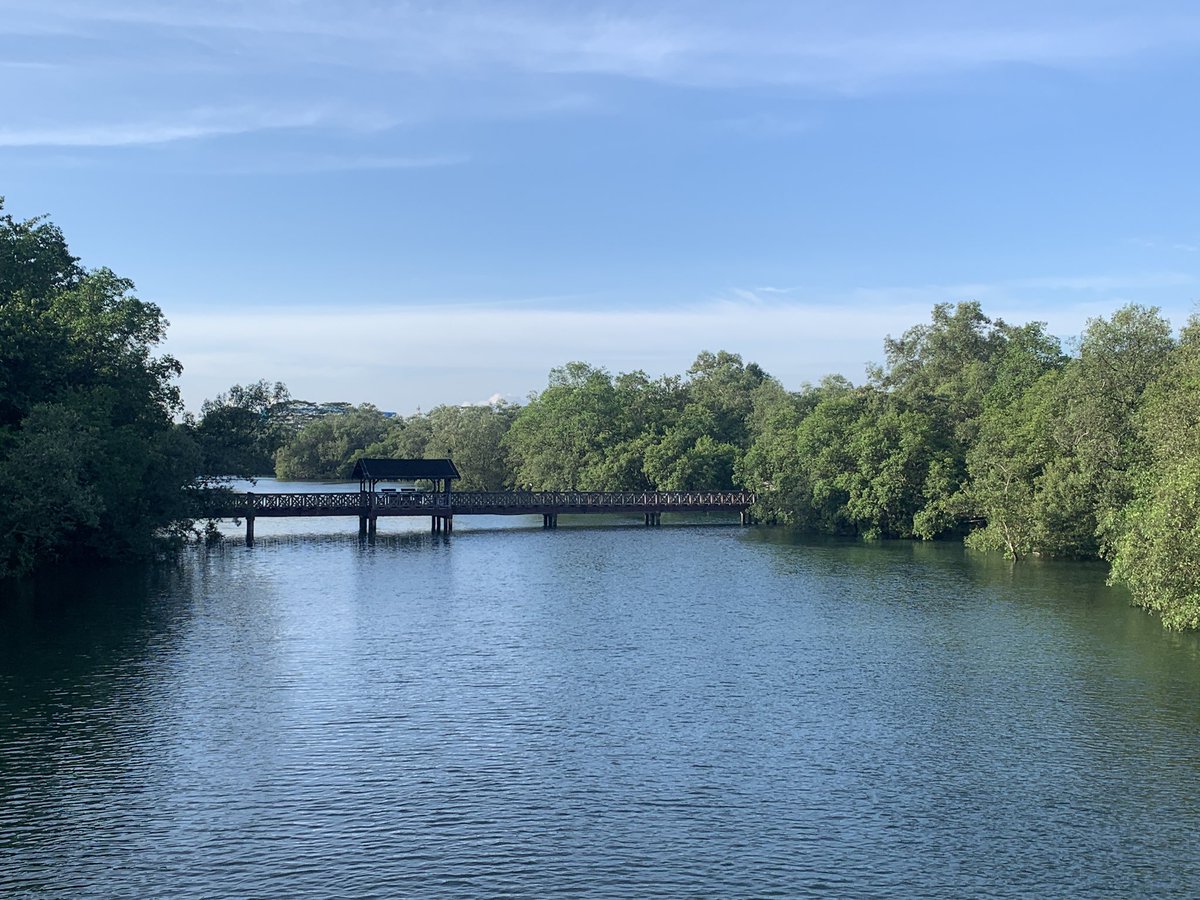 It is a BEAUTIFUL morning in the mangroves of Sungei Buloh Wetland Reserve!