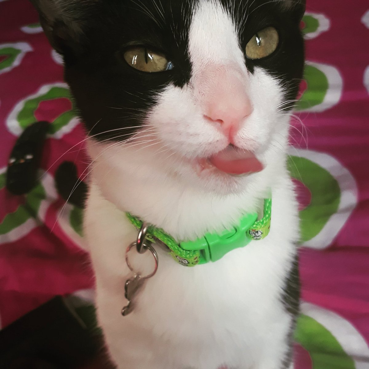 dimadico's tweet photo. Presiento que mi gata trata de expresarme algo 🤔🤣🐱🤩 #catlover https://t.co/NPRk5ubaXV