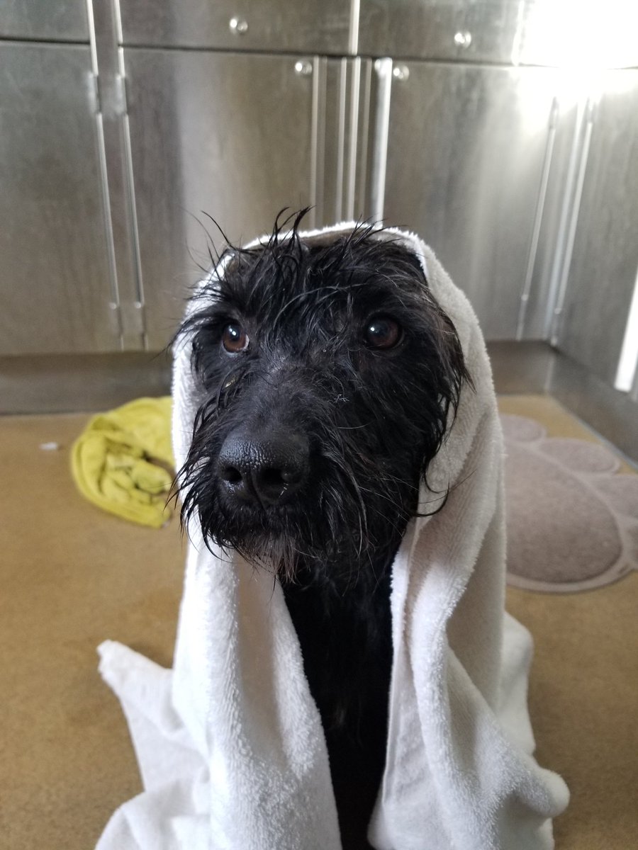 SBCAS_info's tweet photo. It’s wet out there! Let’s remember to provide shelter for our furry friends and dry them off completely when bringing them indoors!!! Not drying our pets can lead to skin issues. #adorable #wetdog #AdoptDontShop #visitourwebsite #ifinterested https://t.co/bbpoL6VqPX