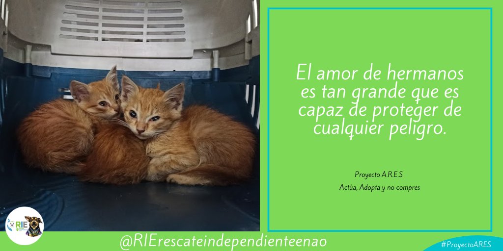 RIErescateindep's tweet photo. Una imagen llena de ternura nos deja una enseñanza ❤️🥺🐕
Si no supieron amarlos ellos lo hacen entre si mismos nadie más podrá hacerles daño
#PROYECTO_ARES 
#ManadaRIE 
#amor 
#patitas
#mascota
#cats
#Quito
#Ecuador
#SIGUEME https://t.co/z687zdoPbn