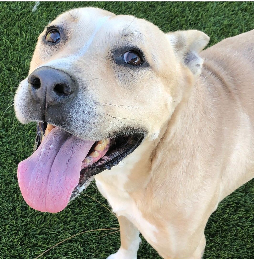 mapleveewesem's tweet image. 🐾💔 Someone came to see FALCON today, but did not #ADOPT him.😥 He's been in the Downey #CA shelter for 129 DAYS!😖 Plz keep sharing to find the #DogLover who will take him home. Rescues are ready to pull him if you can #FOSTER . More pledges can help too🙏
More ⬇ #dogs #Dog