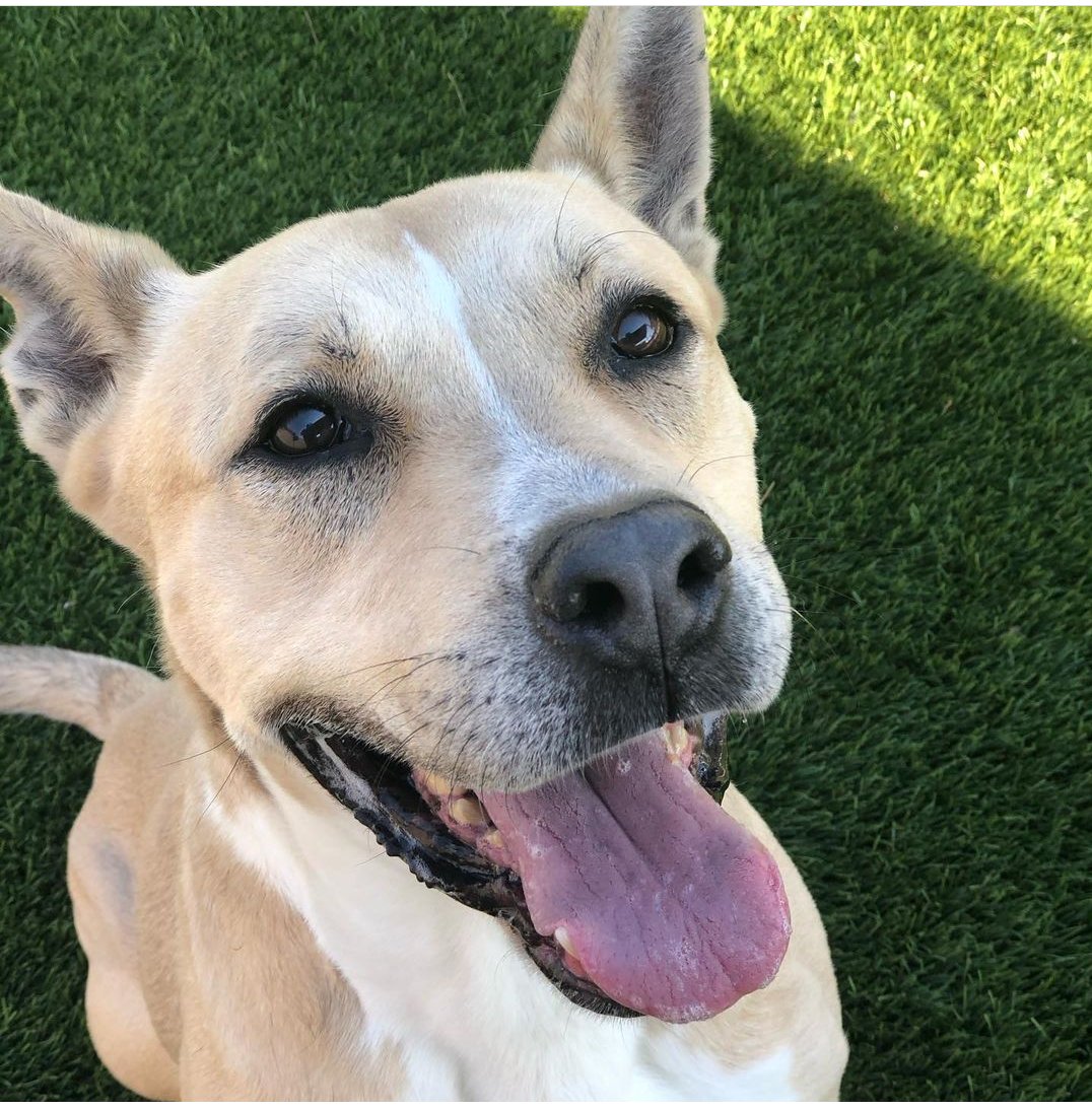 mapleveewesem's tweet image. 🐾💔 Someone came to see FALCON today, but did not #ADOPT him.😥 He's been in the Downey #CA shelter for 129 DAYS!😖 Plz keep sharing to find the #DogLover who will take him home. Rescues are ready to pull him if you can #FOSTER . More pledges can help too🙏
More ⬇ #dogs #Dog