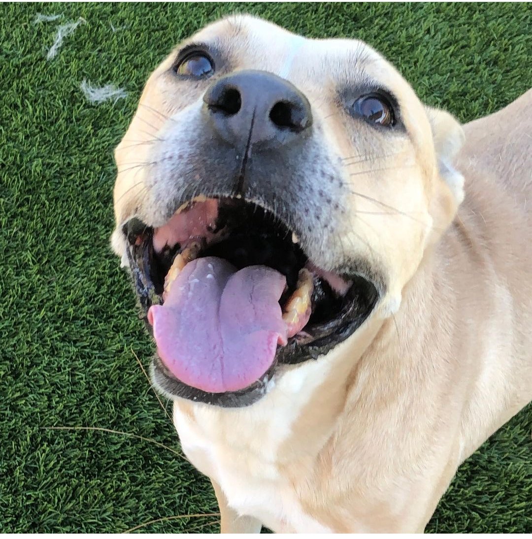 mapleveewesem's tweet image. 🐾💔 Someone came to see FALCON today, but did not #ADOPT him.😥 He's been in the Downey #CA shelter for 129 DAYS!😖 Plz keep sharing to find the #DogLover who will take him home. Rescues are ready to pull him if you can #FOSTER . More pledges can help too🙏
More ⬇ #dogs #Dog