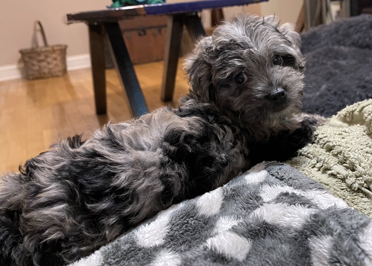 22_Tip's tweet photo. #minigoldendoodle #remi #merledoodle https://t.co/uYxC34GrwL