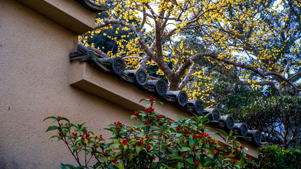 koyama_tom's tweet photo. 當麻寺西南院 千両と蝋梅 Sarcandra glabra and wintersweet flowers in Saina-in of Taima-dera Temple, Nara
#sarcandraglabra #wintersweet #sainain #taimadera #katsuragi #nara #nara_landscape_heritage #千両 #蝋梅 #西南院 #當麻寺 #当麻寺 #葛城 #奈良 #奈良県景観資産 https://t.co/cK0WEZfkNR