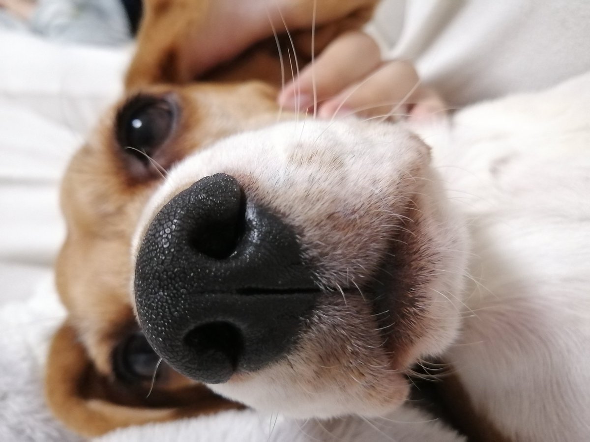 ぼたんとすだち これを見た人は愛犬のドアップ画像を貼る ドアップは鼻が大きく見えてかわいい