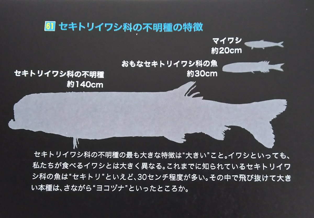 ヨコヅナイワシ Twitter Search ヨコヅナイワシ Twitter Search