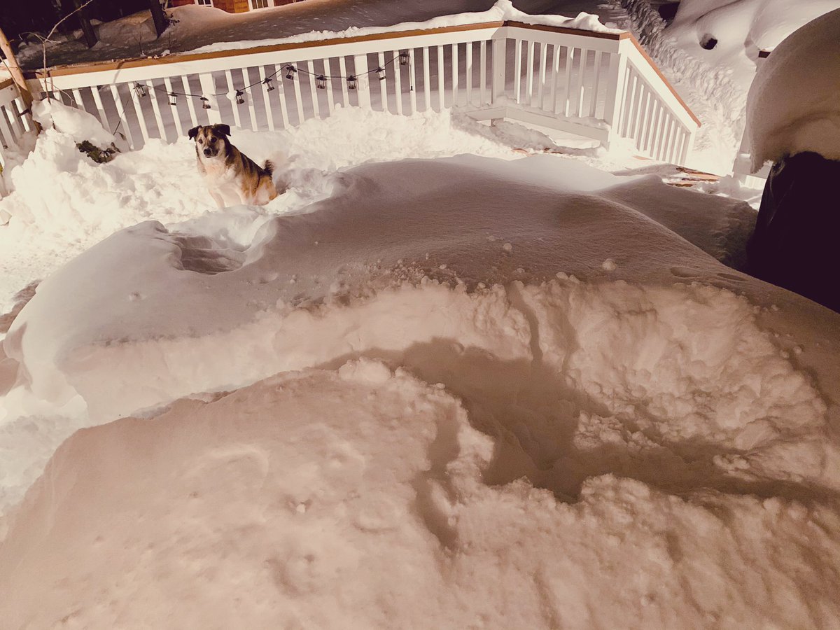 bryancallaghan's tweet photo. Good boy Truman builds another outstanding #Husky hole complete with entrance tunnel!

Be proud, young man. 

#NorthernDogs
#AdoptDontShop 
#RescueDogs https://t.co/Quze0Lna5D