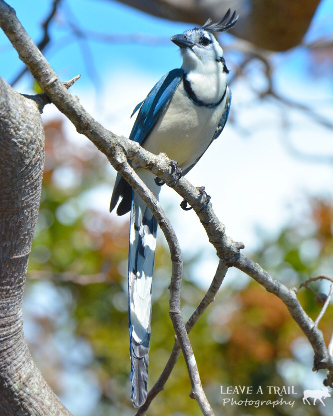 Leaveatrailpics's tweet photo. White Throated Magpie Jay
🌎 Rincón de la Vieja National Park Guanacaste Province, Liberia, Costa Rica .
.
.
.
.
.
#optoutside #outdoorscentral #goneoutdoors #welivetoexplore #outdoorscentral #awesome_earthpix #EarthOfficial #amazingdestination #beautifuldestinations #optou https://t.co/FbC4Uy0h5S
