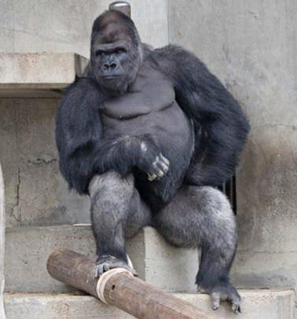 Shabani triste, Shabani pensador... ¿Por qué la gente dejarme de lado? Bah, no importa. Shabani pensar mejor en frutas.