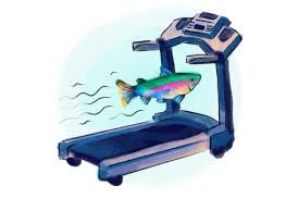 physiologyfish's tweet photo. How do #coralreef #fish become athletes? @AdamDownUnder will explain in his #PhD completion seminar at @CoralCoE @jcu #rummerlab on Wednesday 27Jan.2021, 0930 AEST - DM @CoralCoE if you’d like to zoom in! https://t.co/MyojRxsnD5
